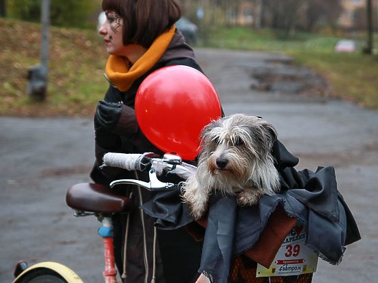 Веломумия и одержимая болонка: В Петрозаводске Хеллоуин отметили велоквестом