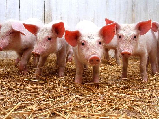 Хабаровская компания «Скифагро-ДВ» намерена начать возведение свиноводческого комплекса. Планируемый объем производства - 5,3 тыс. тонн парной свинины в год.