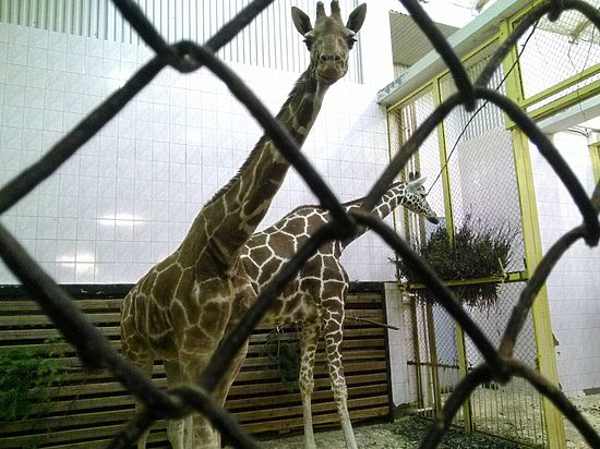 Жирафе Луге в этом году исполнилось 35 лет