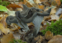 В национальном парке «Шушенский бор» выросли необычные грибы – черные лисички