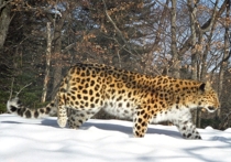 Россия и Азербайджан создадут трансграничный природный резерват для восстановления переднеазиатского леопарда