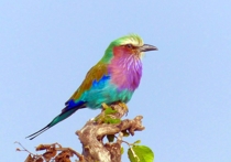 Группа орнитологов под руководством Гари Велкера из Техасского университета A&M обнаружила на территории Африки три вида птиц, ранее науке неизвестных