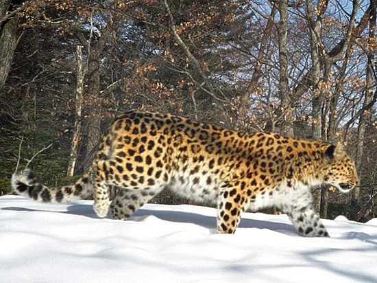 Россия и Азербайджан создадут трансграничный природный резерват для восстановления переднеазиатского леопарда