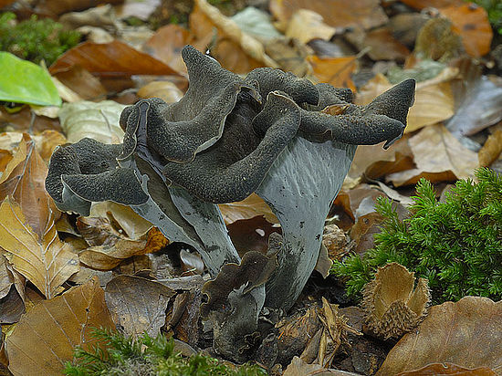 В национальном парке «Шушенский бор» выросли необычные грибы – черные лисички