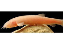 Неизвестные ученым слепые, безглазые рыбы были обнаружены сотрудниками немецкого Института пресноводной экологии им