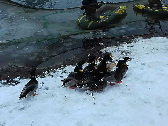 Спасатели МЧС и волонтеры освободили птиц из ледяного плена в Южном Чертанове