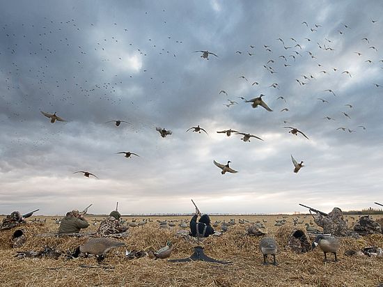 организация охоты на гуся в казахстане