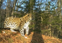 В национальном парке «Земля леопарда» обнаружили неизвестную самку дальневосточного леопарда
