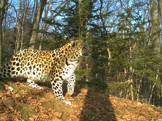 В национальном парке «Земля леопарда» обнаружили неизвестную самку дальневосточного леопарда