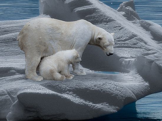Белые медведи в поисках еды уходят вглубь материка