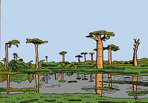 Группа исследователей из Стэнфордского университета обнаружила пятьдесят самых высоких из известных на сегодняшний день тропических деревьев