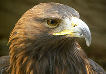 «Орлашин домик» - это первый специализированный реабилитационный  центр для крупных птиц России, таких, как орланы-белохвосты, скопы, беркуты, а также крупные виды сов