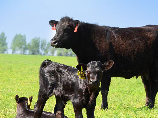 Сама природа создала на Кубани идеальные условия для выращивания элитных мясных пород крупного рогатого скота
