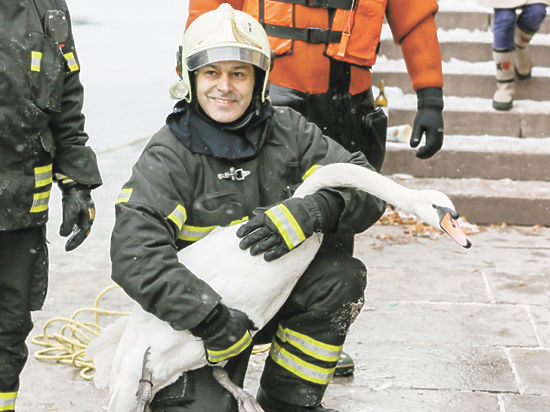 Сотрудники МЧС эвакуируют московских уток, гусей и лебедей из замерзающих прудов