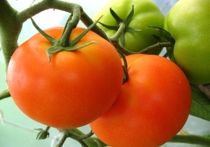 Министерство сельского хозяйства РФ настаивает на продлении запрета на ввоз в Россию турецких помидоров, сообщил  директор департамента регулирования продовольственных рынков ведомства Владимир Волик
