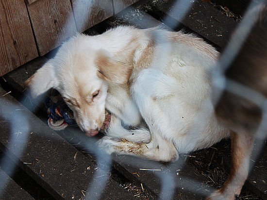 На дирекцию «концлагеря для собак» в Нижнем Новгороде заведено уголовное дело