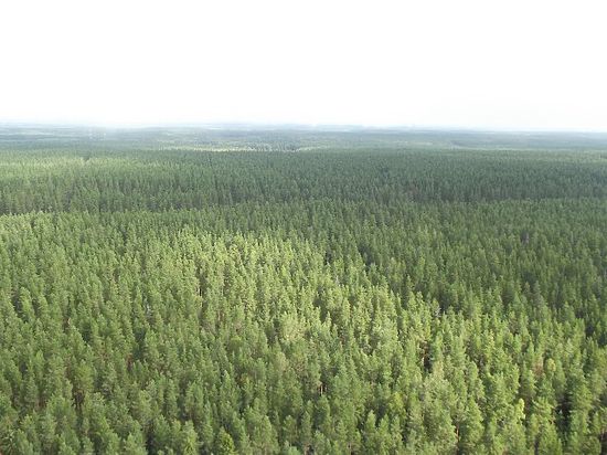 Владимир Путин поддержал предложения иркутских активистов по защите лесов