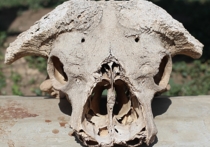 В районе адыгейского поселка Каменномостский археологи обнаружили сундук с эмблемой нацистской организации «Аненербе».  В нем находились черепа неизвестных существ, рассказали в Русском географическом сообществе. 