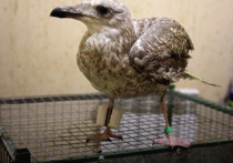Уникальный метод лечения конечности у пернатых применили сотрудники госпиталя птиц «Зеленый попугай»