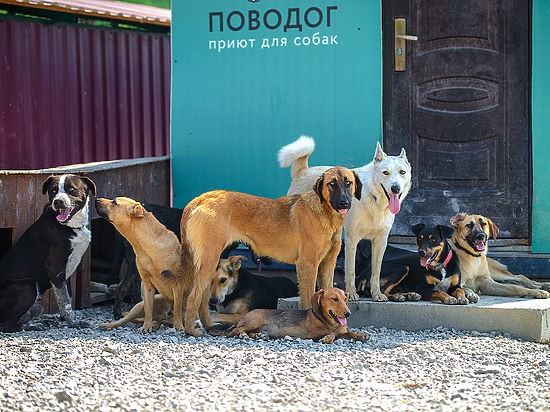 Приют «ПовоДОГ» в Сочи продолжает пристраивать бездомных собак 