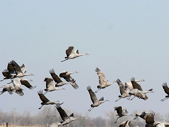 Птицы летели над Балашихой и, по словам орнитологов, отстали от своих собратьев

