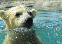 Из-за таяния арктических льдов, происходящего в результате глобального потепления, уже в скором будущем популяция белых медведей сократится на треть
