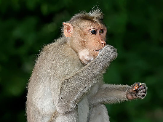 Ученые продемонстрировали, как звучал бы голос разумной обезьяны