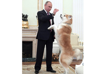 На интервью с японскими журналистами Владимир Путин пришел в сопровождении собаки породы акита-ину по кличке Юмэ