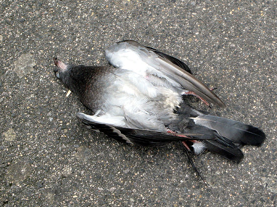 Массовая гибель птиц отмечена в микрорайоне Мамайка и в Имеретинской низменности