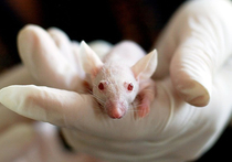Группа американских специалистов под руководством Хуана Бельмонте из института Салка в Ла-Хойе сумела «омолодить» кожу и некоторые органы мышей с помощью генной терапии