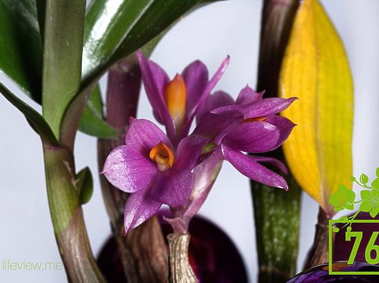 Нижегородская орхидея признана лучшей в России