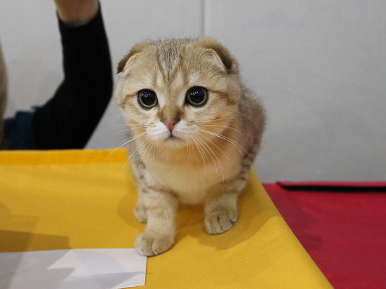 В Симферополе состоялась выставка кошек, на которой были представлены лучшие питомники Крыма