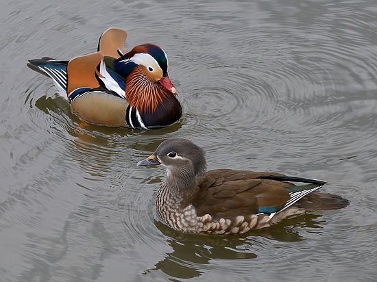 На крайние меры пошли из-за распространения птичьего гриппа