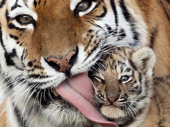 Ученые убеждены, что есть шанс на возрождение туранского тигра
