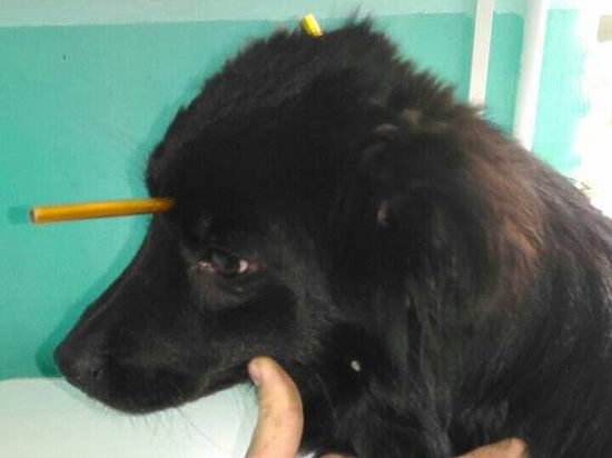 Ветеринары Новочеркасска сделали сложную операцию бездомной собаке