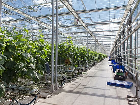 Еще один комплекс для выращивания овощей построят под Костромой