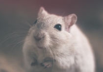 Несвойственное ранее, хищническое поведение стали проявлять лабораторные мыши в Йельском университете (США) после того, как исследователи воздействовали на их мозг лазерными импульсами