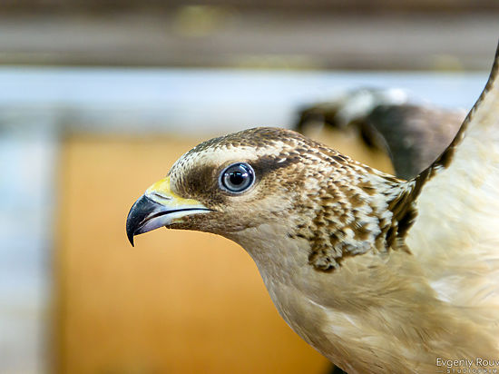 В иркутском контактном зоопарке появилась птица-осоед