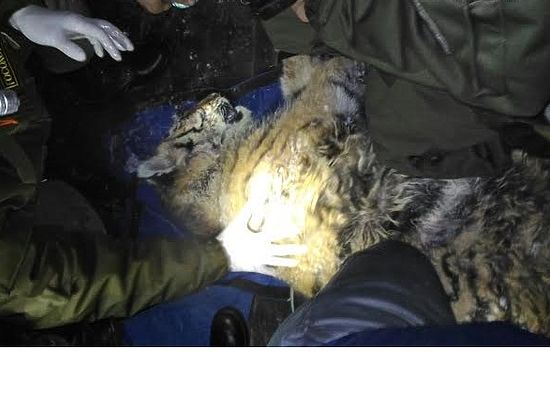 Приморские ветеринары борются за жизнь раненого тигренка