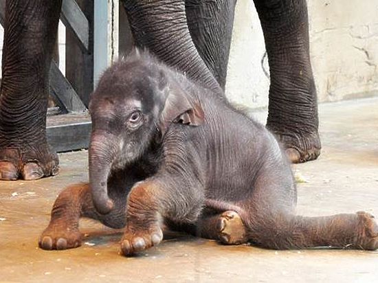 Тыквенными блинами отметили в Ростовском зоопарке день рождения слоненка