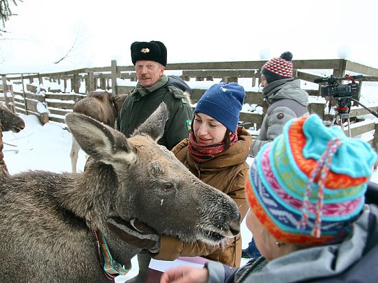 Под Костромой сумароковские лоси ушли на зимовку