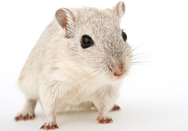 Специалисты из Японии, представляющие Токийский университет, вырастили из стволовых клеток мыши здоровую поджелудочную железу в теле крысы
