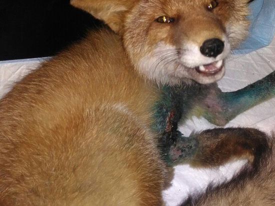 В иркутском контактном зоопарке появился раненый лис по кличке Хакер