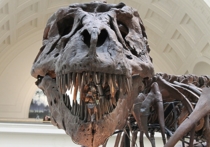 Изучая останки жившего 195 миллионов лет назад люфенгозавра — крупного травоядного ящера — специалисты из Тайваня обнаружили в его ребре коллаген