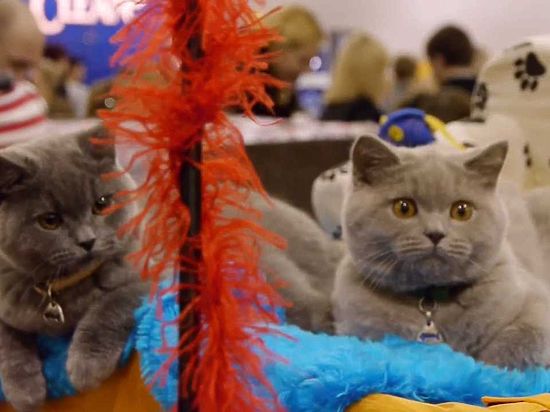 4 и 5 февраля в Ижевске пройдет выставка кошек