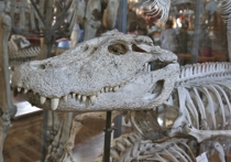 При раскопках в городе Сиань на территории китайской провинции Шэньси специалистами были найдены останки крокодилов, которые обитали на этой территории около трех тысяч лет назад