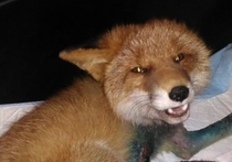 В Иркутском детском контактном зоопарке, действующем при Ботаническом саде Иркутского государственного университета, появился раненный охотниками лис, которого сотрудники зоопарка назвали Хакером