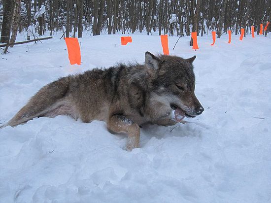 «Не на равных играют с волками»: в Поморье продолжается война с серыми