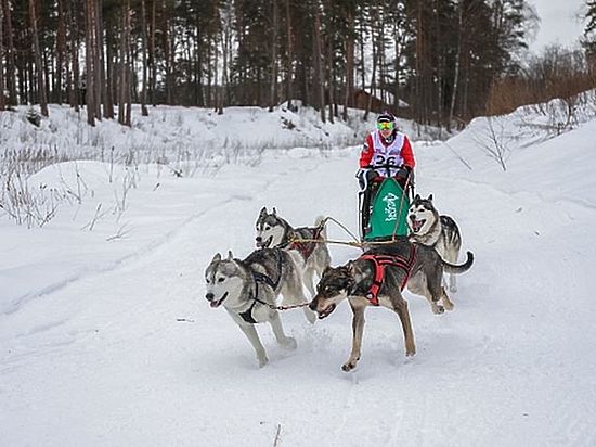 В Тверской области проходят соревнования по ездовому спорту