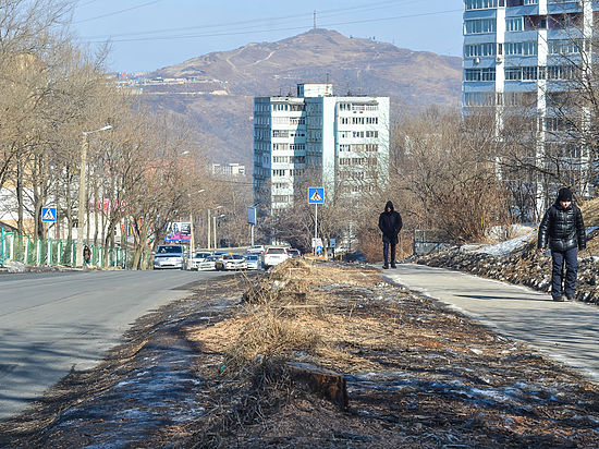 Владивосток вновь взволновала массовая вырубка деревьев 